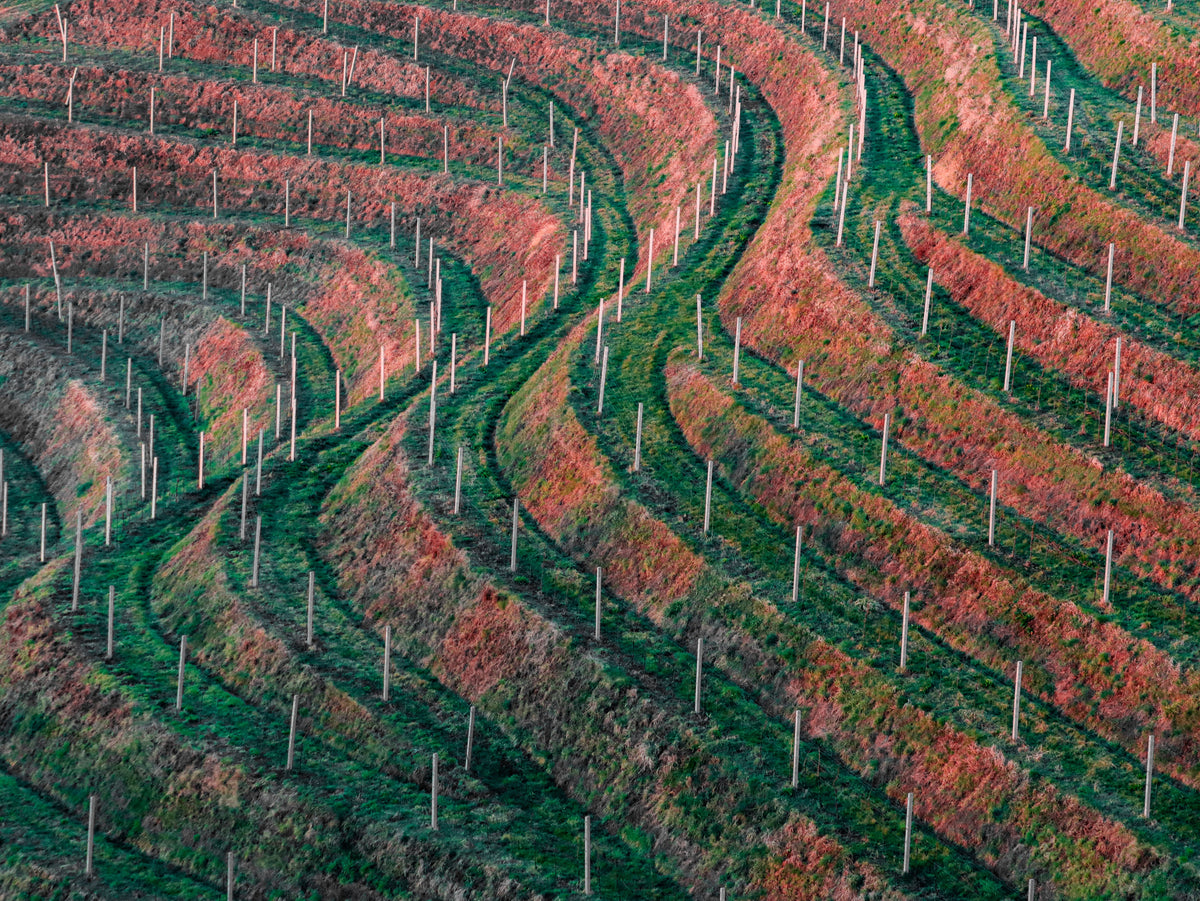 Terraced vineyard rows curving across a hillside in autumn colour