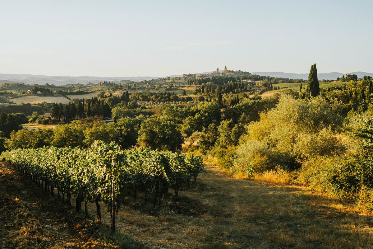 Rolling Tuscan vineyards and hills in warm late afternoon light