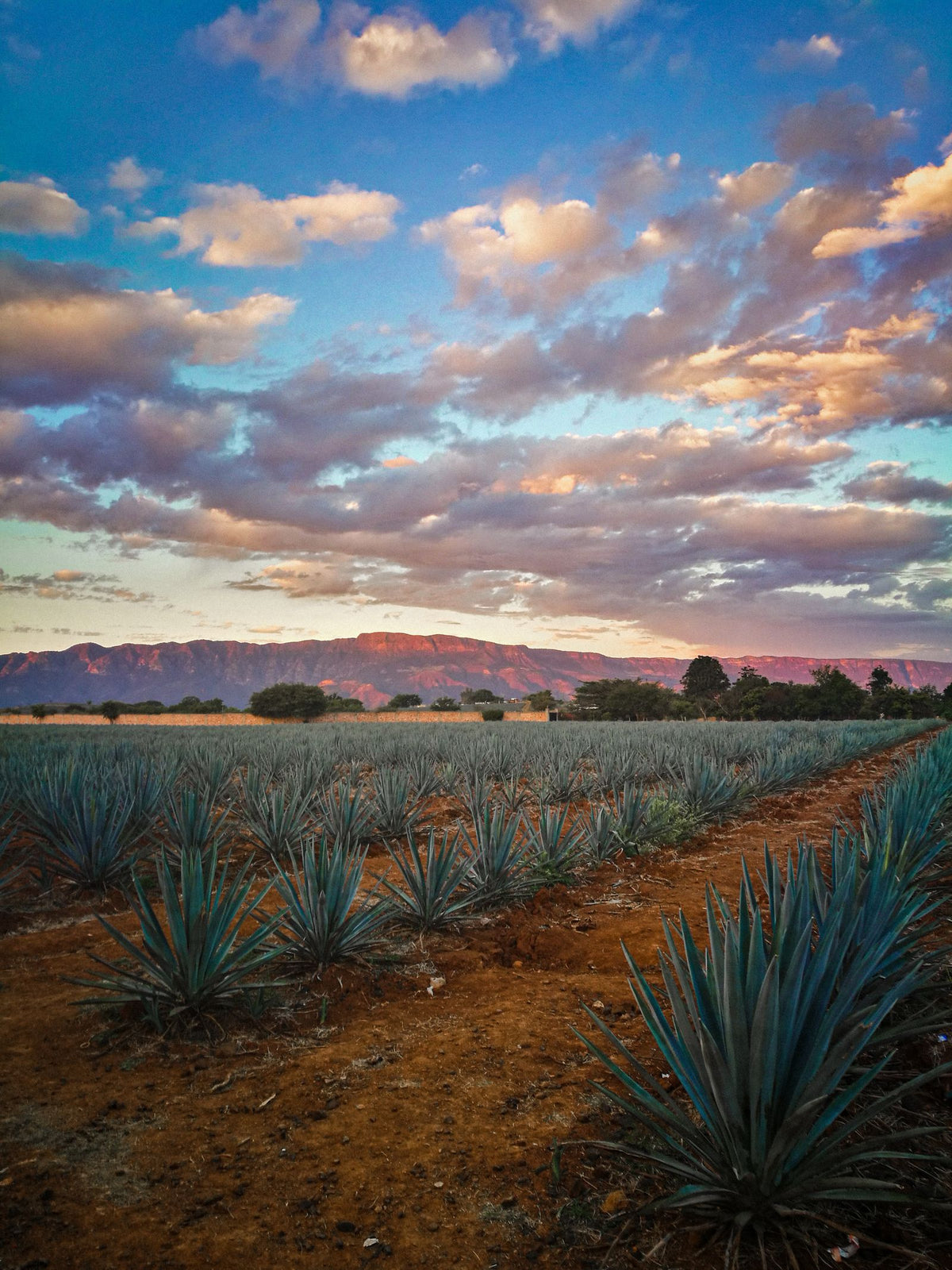 Rows of blue agave at sunset in the Jalisco highlands, red earth and mountains behind