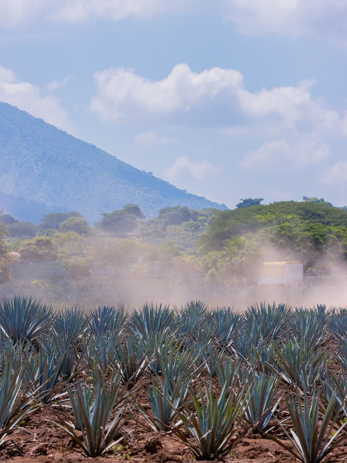 Rows of blue agave plants in a field in Tequila, Mexico, with a green mountain behind