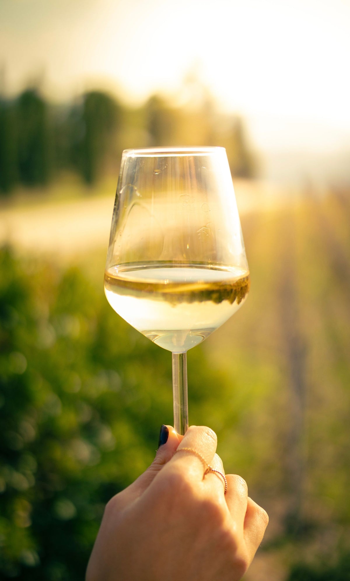 A glass of white wine held up against a sunny vineyard