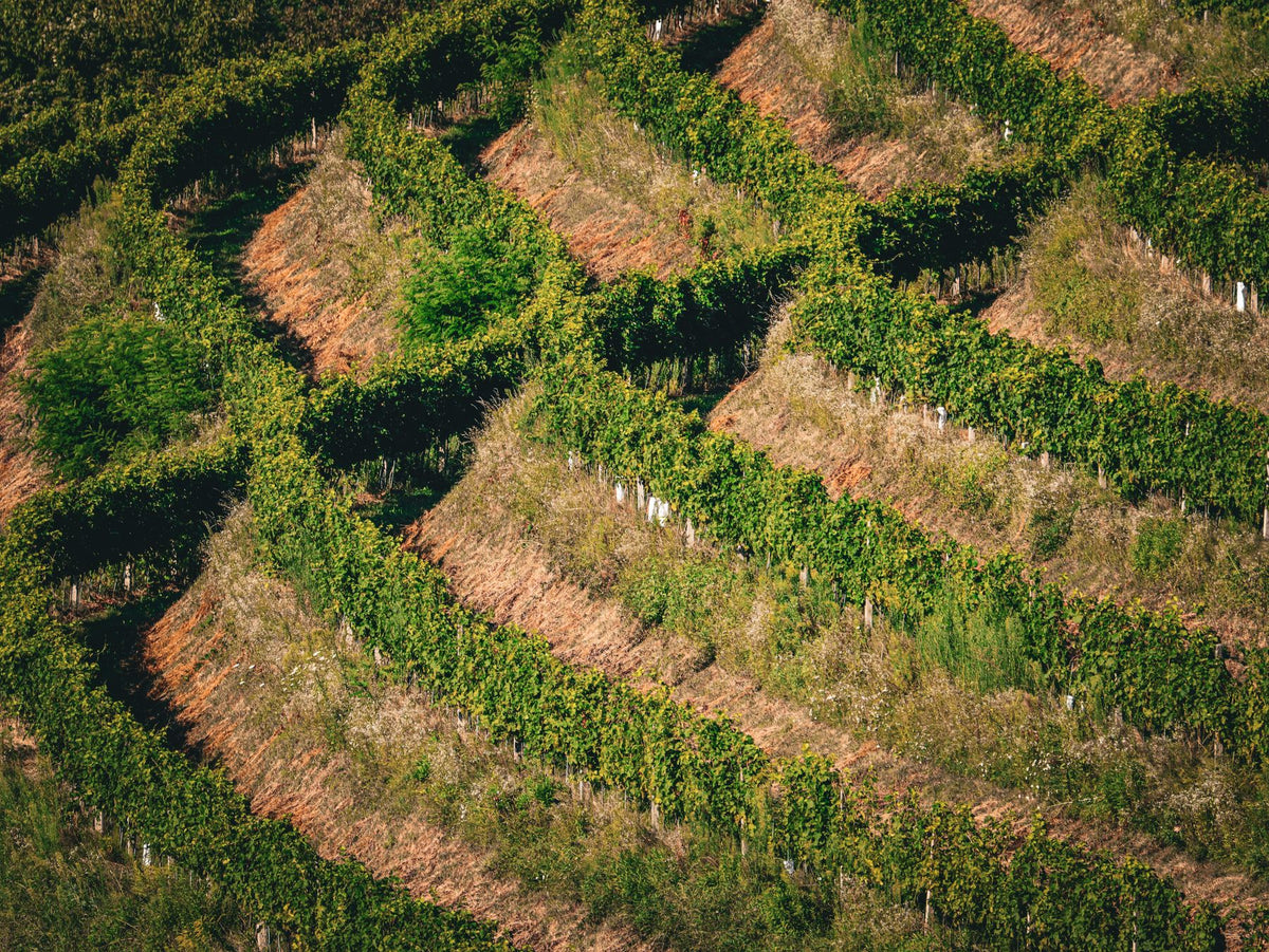 Terraced hillside vineyards under bright sunlight