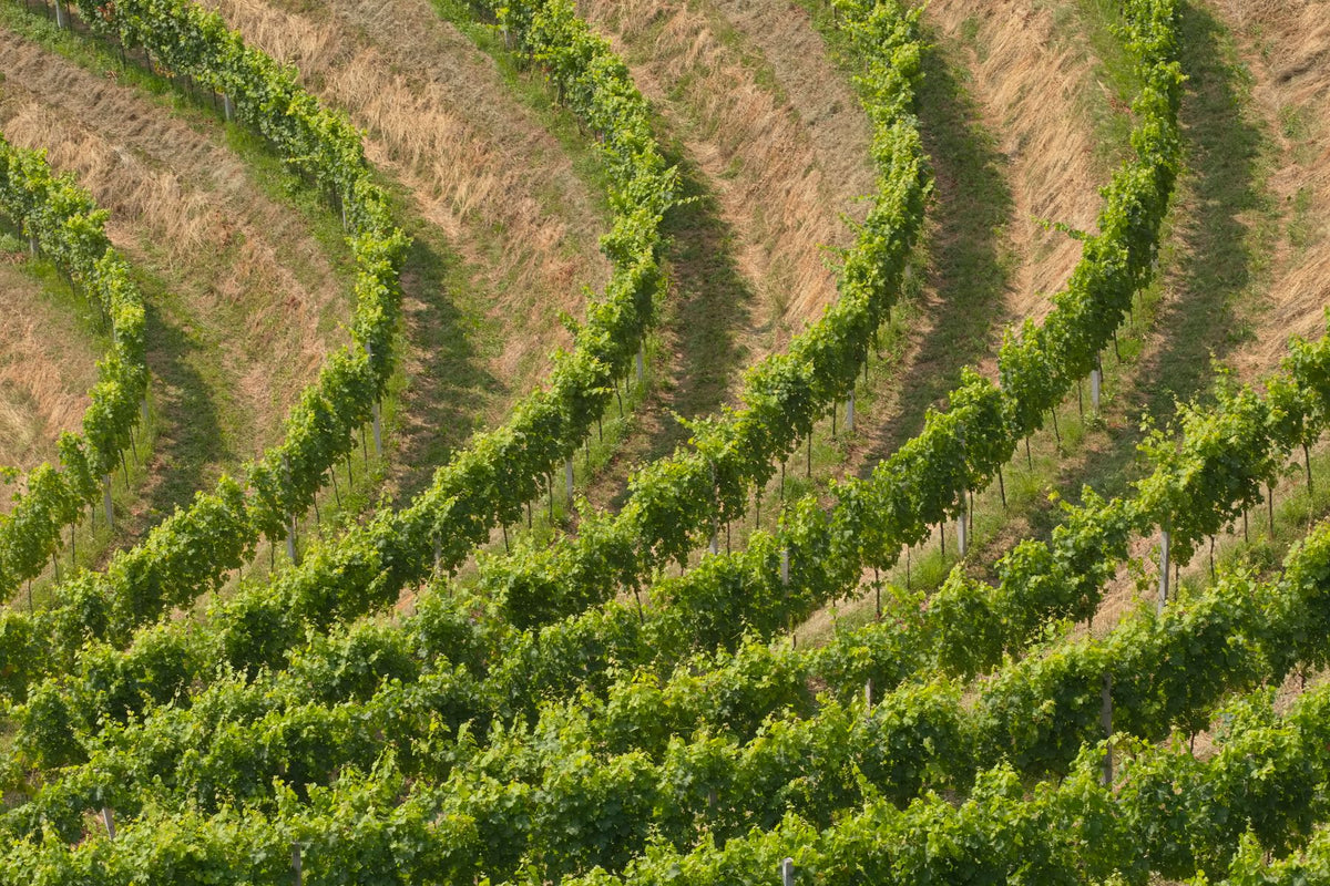Terraced rows of vines curving across a dry sunlit hillside