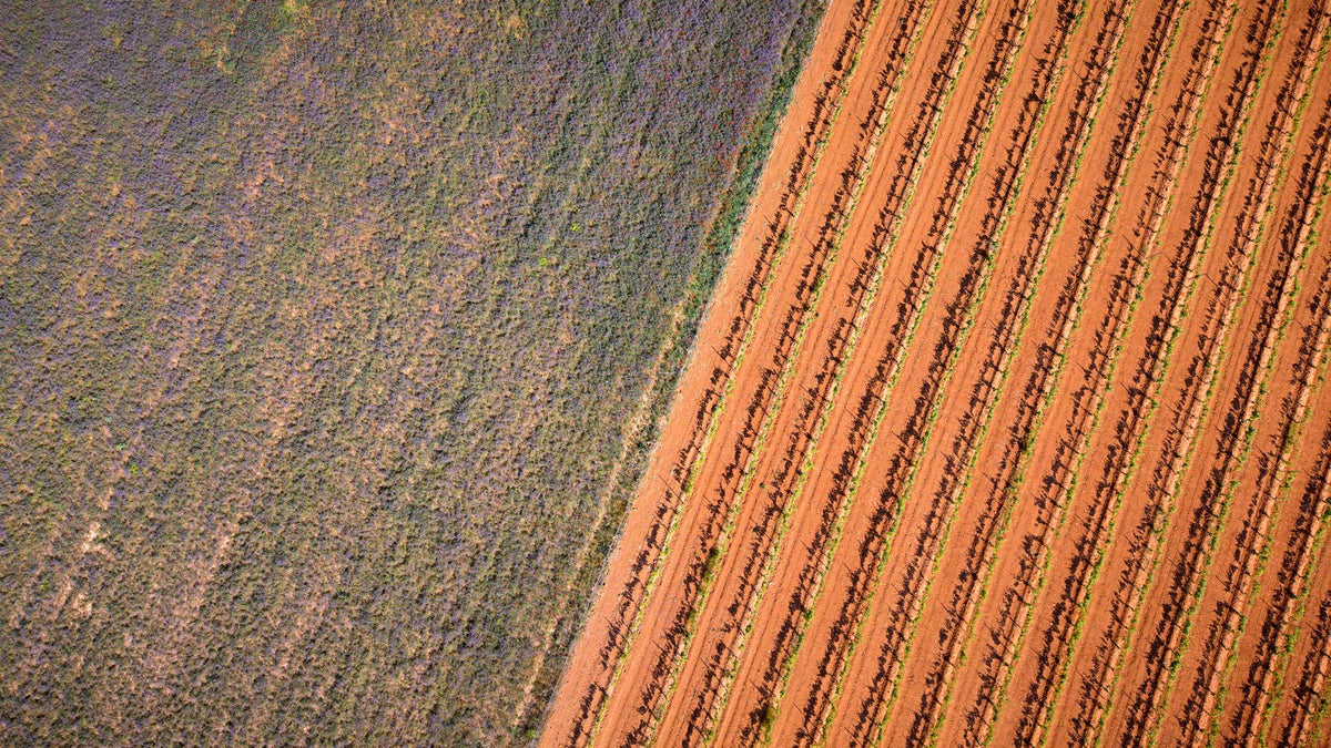 Aerial view of vineyard rows planted in deep red Spanish soil beside a field