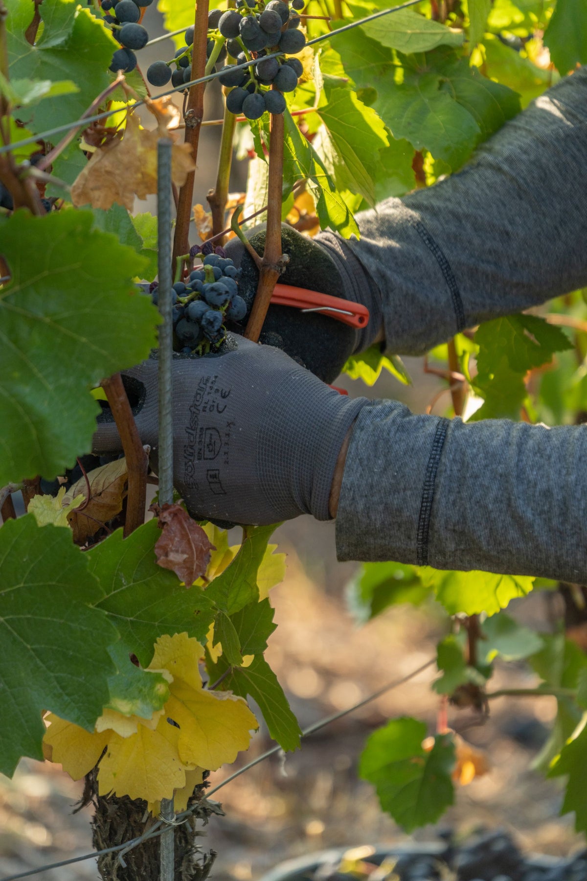 Gloved hands cutting a bunch of dark red wine grapes from the vine at harvest