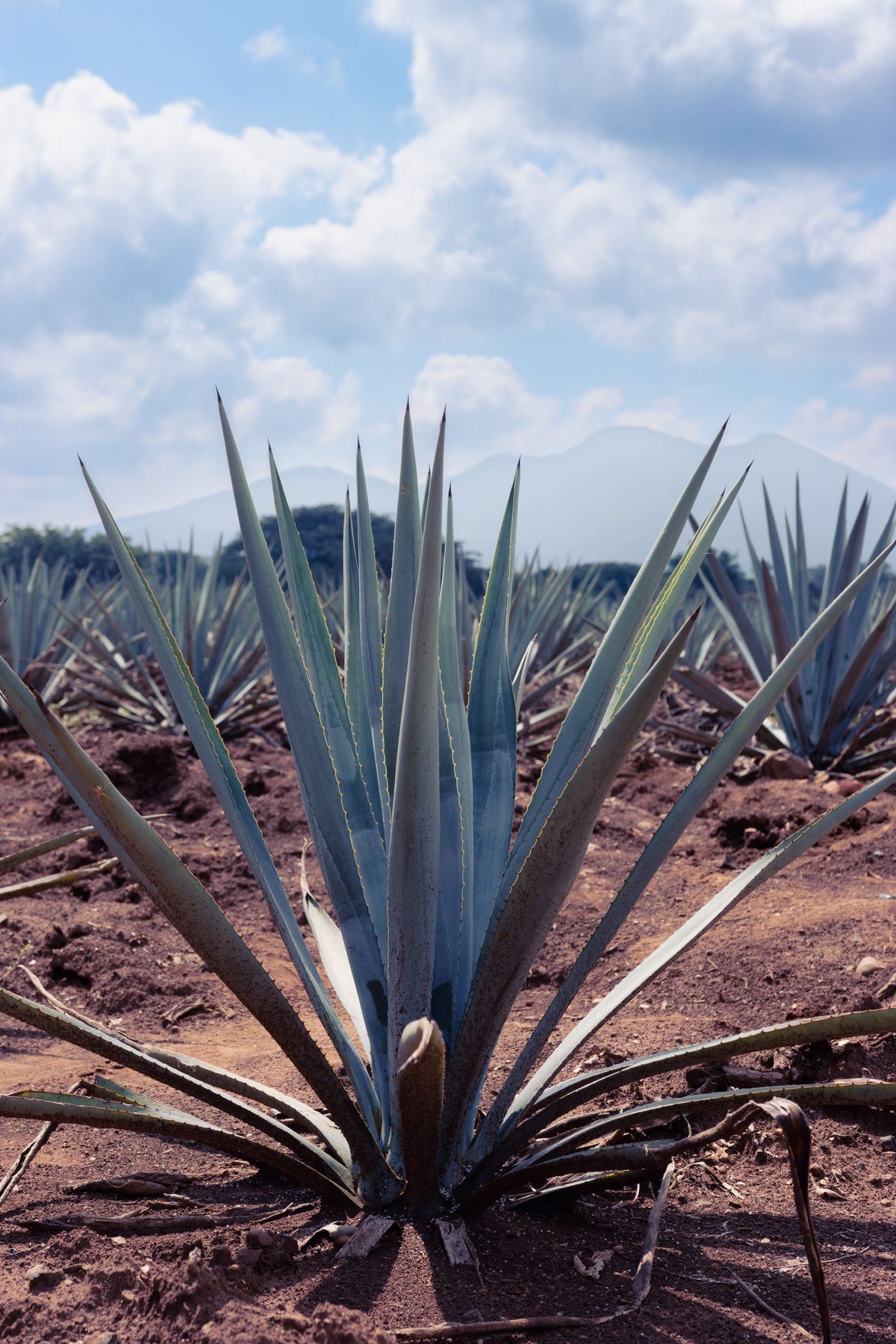 Rows of blue agave plants growing in a field in Tequila, Mexico