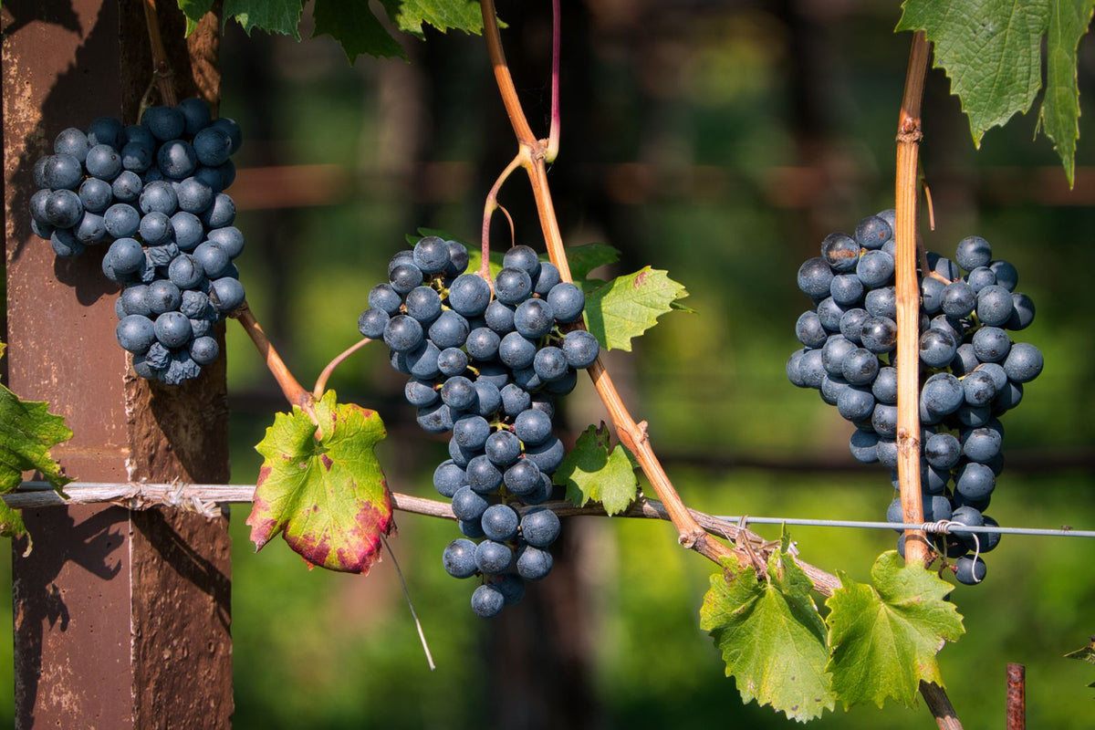 Bunches of ripe red wine grapes hanging on the vine
