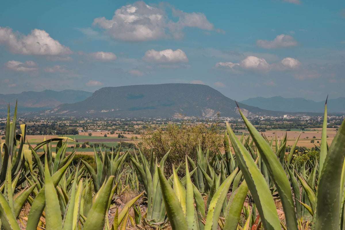 Rows of blue agave in the Jalisco highlands with a flat-topped mountain in the distance