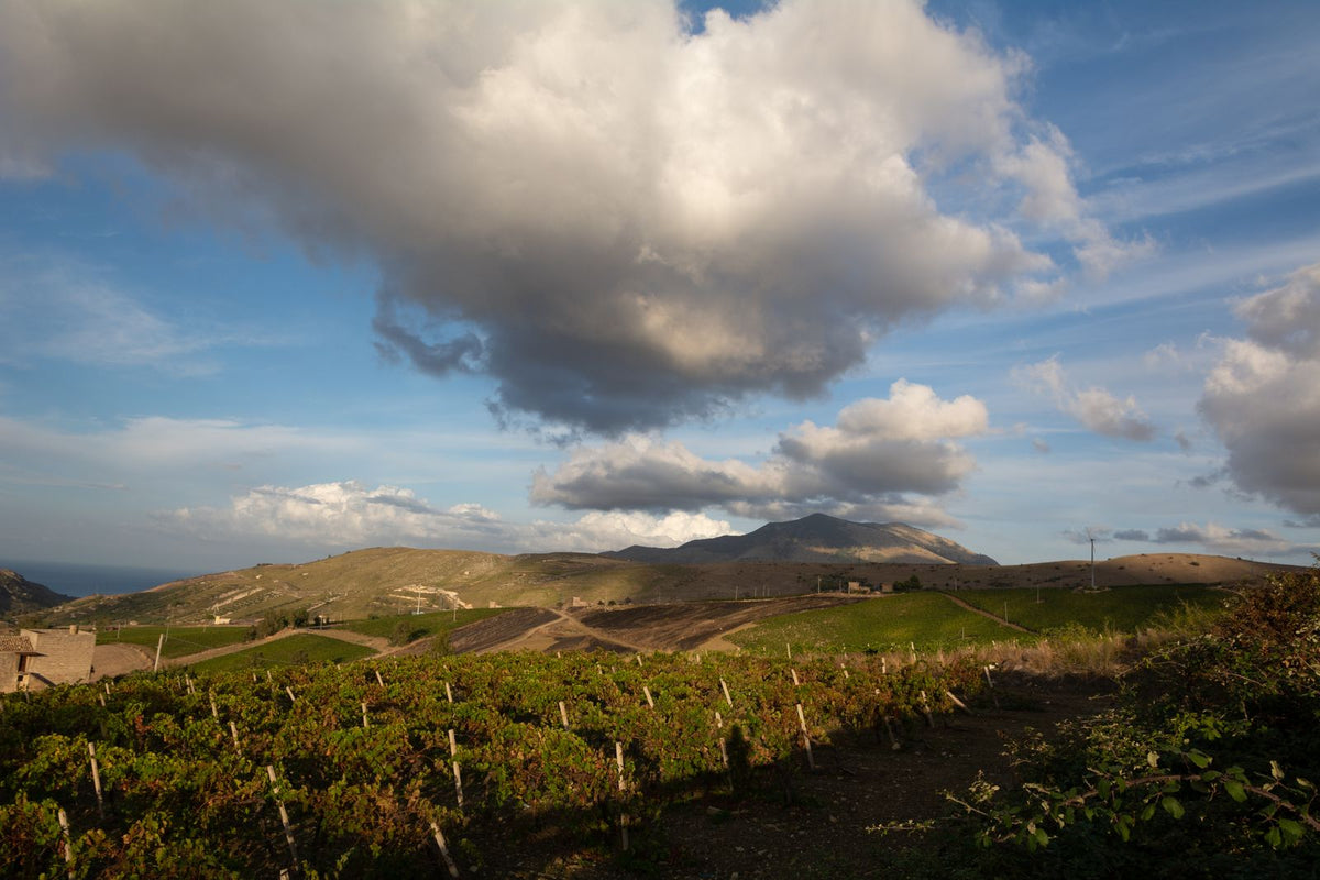 Rows of vines on a dry Mediterranean hillside at golden hour, mountains and cloud behind