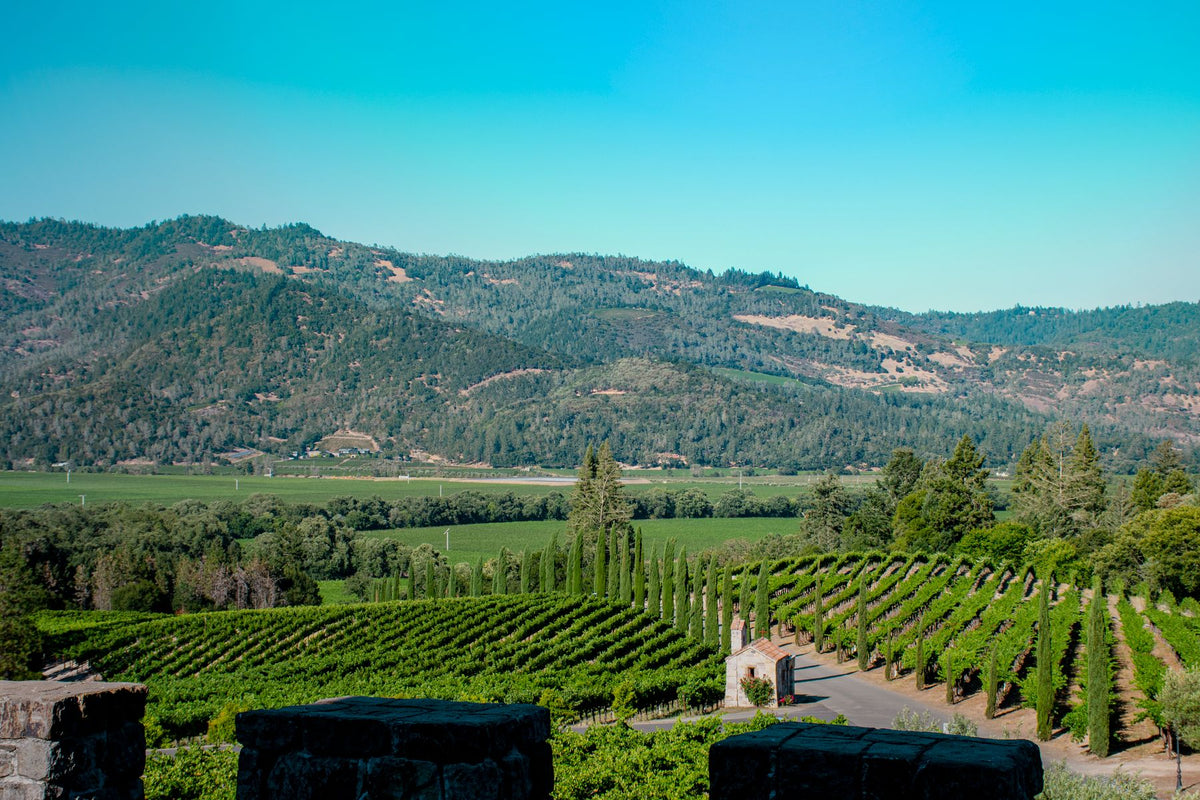 Rows of vines in a Napa Valley vineyard with wooded mountains behind under a clear blue sky