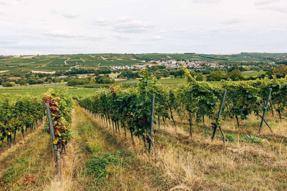 Rows of grapevines stretching across a sunlit vineyard countryside